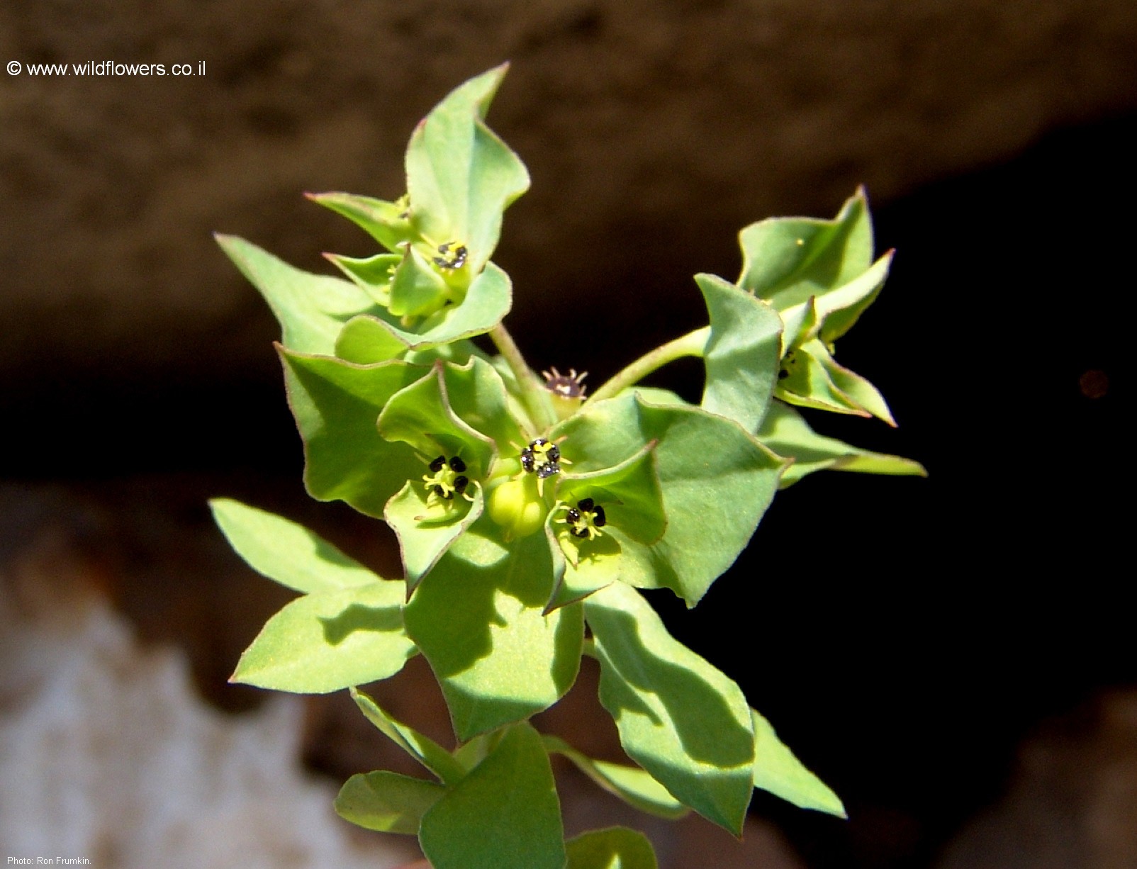Euphorbia reuteriana